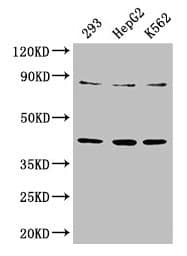 Polyclonal Rabbit anti-Human PPP2R4 Antibody (IHC, WB)