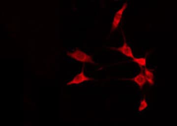 ADAM32 Antibody