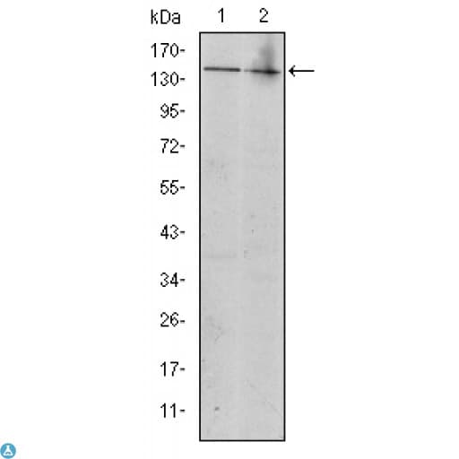 c-Kit / CD117 Antibody