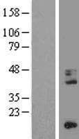 CD68 Protein (Over-Expression Lysate Myc-DDK (Flag))