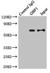 GBP1 Antibody (aa383-592)