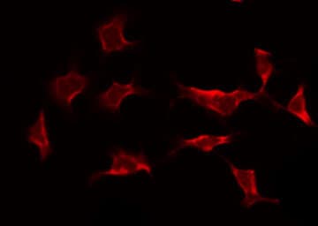 IHC-plus™ Polyclonal Rabbit anti-Human CASP9 / Caspase 9 Antibody (Cleaved Asp353, IHC, IF, WB)