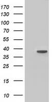 HIBCH Antibody (clone OTI2A5, Carrier-free)