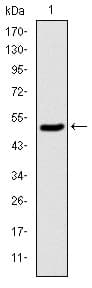 KIF22 / OBP Antibody (clone 1E3)