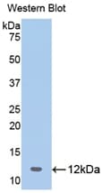 OAS1 Antibody (aa74-165)