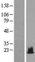 HIST1H2BA Protein (Over-Expression Lysate Myc-DDK (Flag))