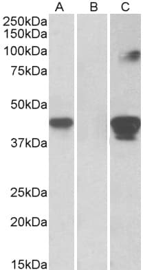 IHC-plus™ SLAMF8 Antibody (aa70-81)