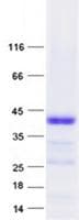 Human RNASE3 Protein (Recombinant GST, N-terminus + His, C-terminus)
