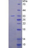 Mouse SLIT3 Protein (Recombinant His, N-Terminal)