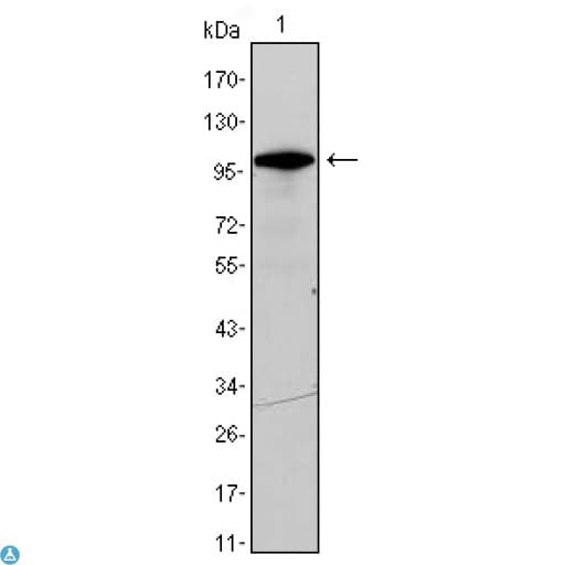 DDX4 / VASA Antibody
