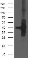 HSPBP1 Antibody (clone OTI2D1)