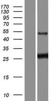 DOK3 Protein (Over-Expression Lysate Myc-DDK (Flag))