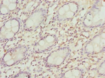 PEX3 Antibody