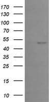EGR2 Antibody (clone OTI1F10)