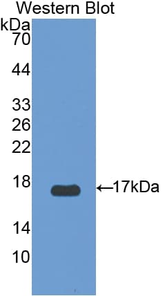 UCP2 Antibody (aa154-289, APC)