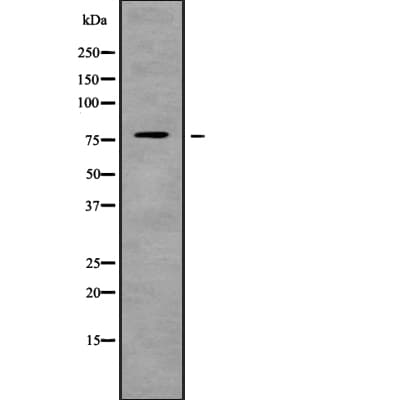 ARHGEF4 Antibody