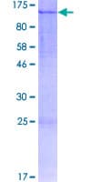 Human LZTR1 Protein (Recombinant GST)