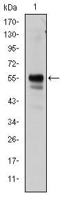 AML1 / RUNX1 Antibody (clone 2B5)