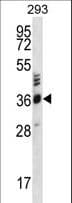OR2T27 Antibody (aa208-236)