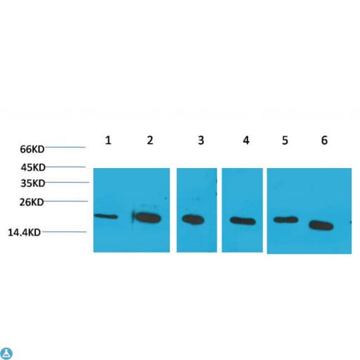 Monoclonal Mouse anti-Human PPIB / Cyclophilin B Antibody (IHC, WB)
