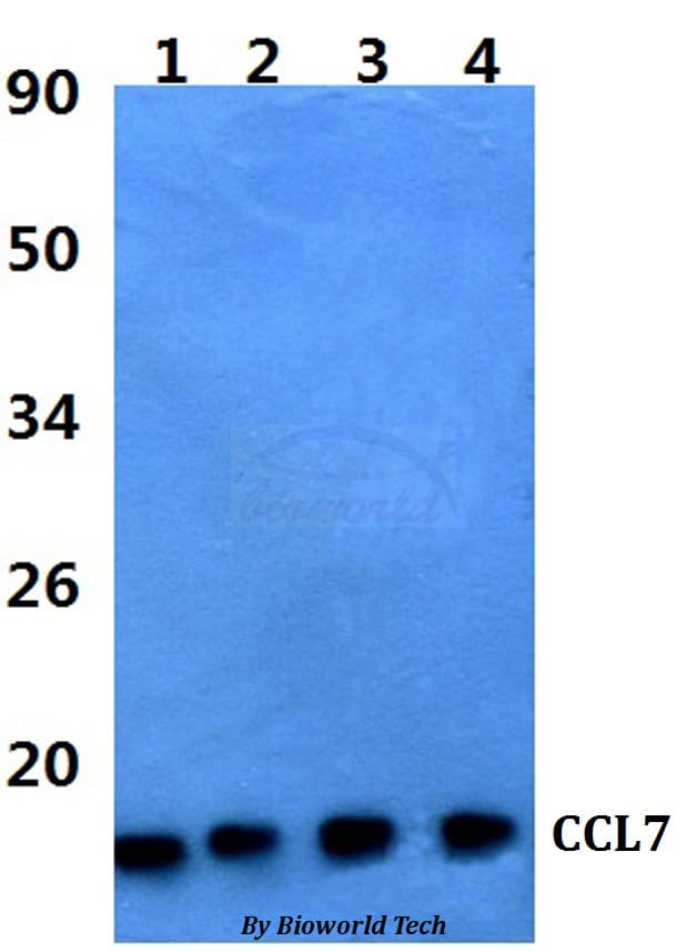 Polyclonal Rabbit anti-Human CCL7 / MCP3 Antibody (WB)
