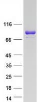 Human LRSAM1 Protein (Recombinant Myc-DDK (Flag))