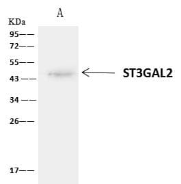 ST3GAL2 Antibody