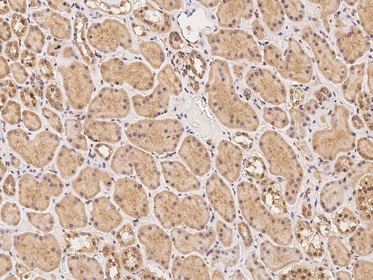 FURIN Antibody