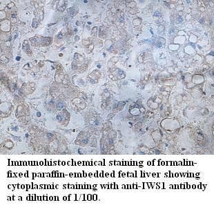 IWS1 Antibody (aa591-743)