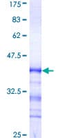 Human CDK13 / CDC2L5 Protein (Recombinant GST, N-terminus)