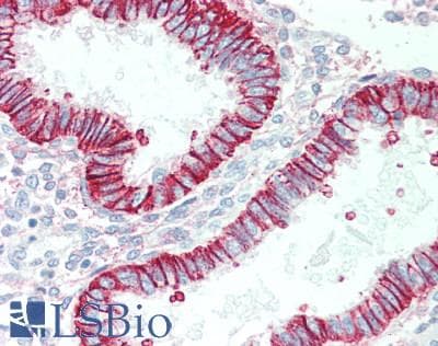 IHC-plus™ Basigin / Emmprin / CD147 Antibody