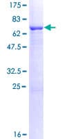 Human LRRC2 Protein (Recombinant GST)