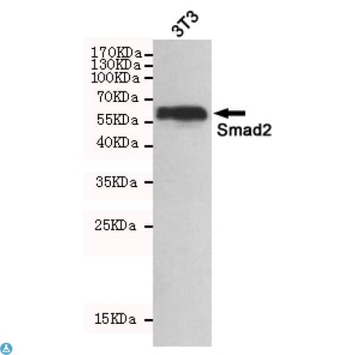 SMAD2 Antibody