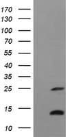 TNF Alpha Antibody (clone OTI1H3, Carrier-free)