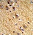Polyclonal Rabbit anti-Human JAKMIP1 Antibody (aa270-297, IHC, WB)
