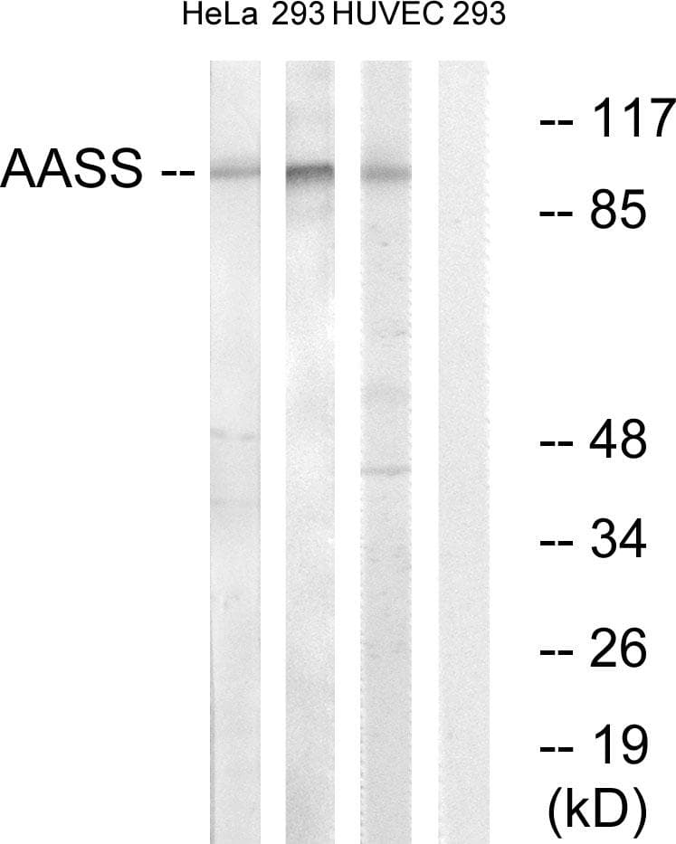 AASS / LKR / SDH Antibody