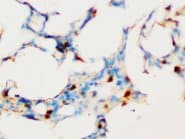 SOCS1 Antibody (C-Terminus)