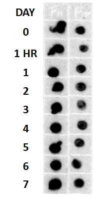 Amyloid Fibrils Antibody (PerCP)