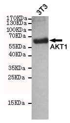 AKT1 Antibody