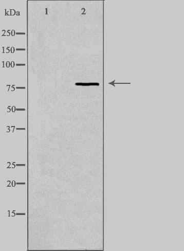 Polyclonal Rabbit anti-Human RFWD2 / COP1 Antibody (IF, WB)