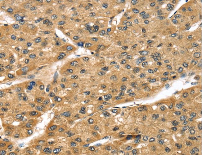 STX8 / Syntaxin 8 Antibody
