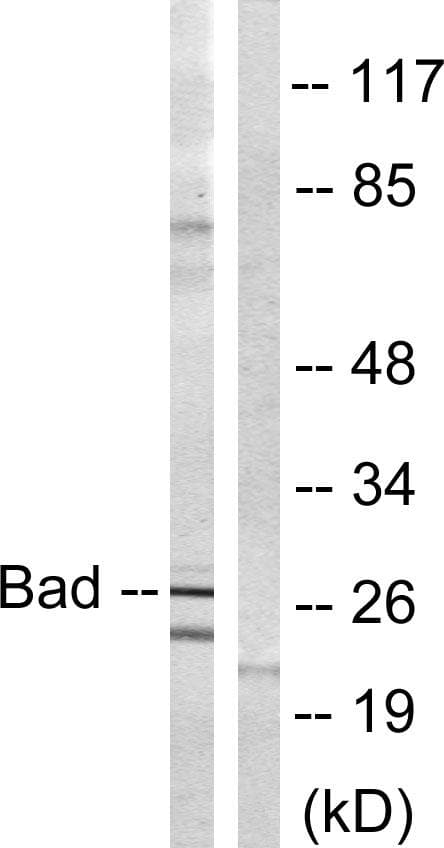 BAD Antibody (p134)