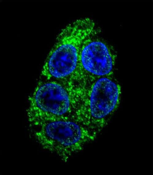 DDAH1 Antibody (aa221-250)