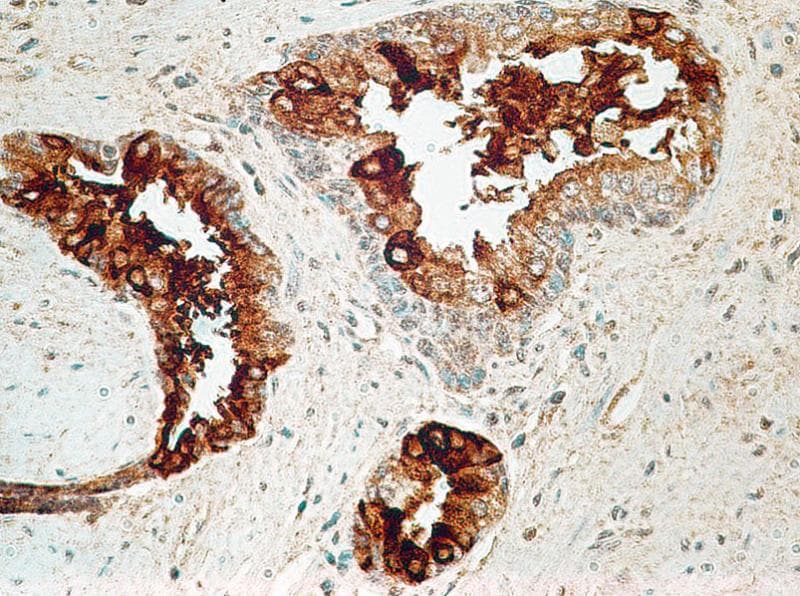 IL27RA Antibody (aa200-250, clone 34N4G11)