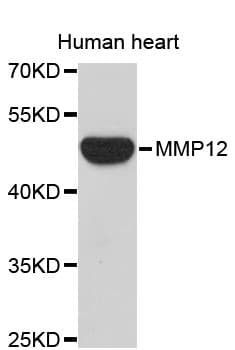 MMP12 Antibody
