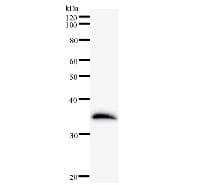 ETV3 Antibody (clone ETV3F4D10)