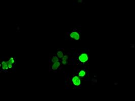 Monoclonal Mouse anti-Human SOX17 Antibody (clone OTI5G6, IF, WB)