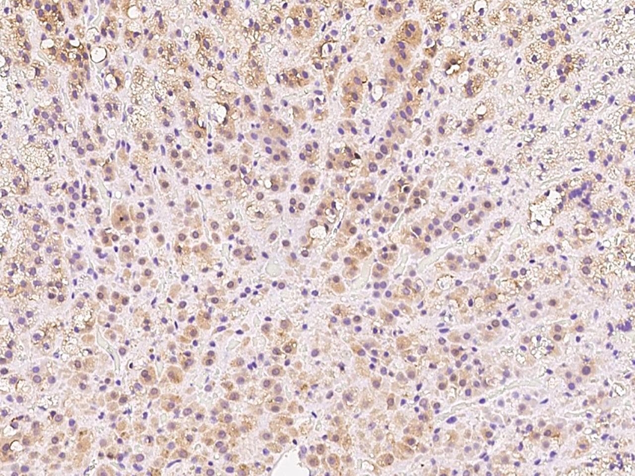 DIMT1L Antibody