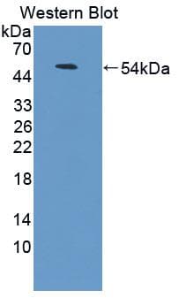 CD58 Antibody (aa1-214)