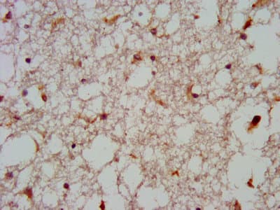 GNAS Antibody